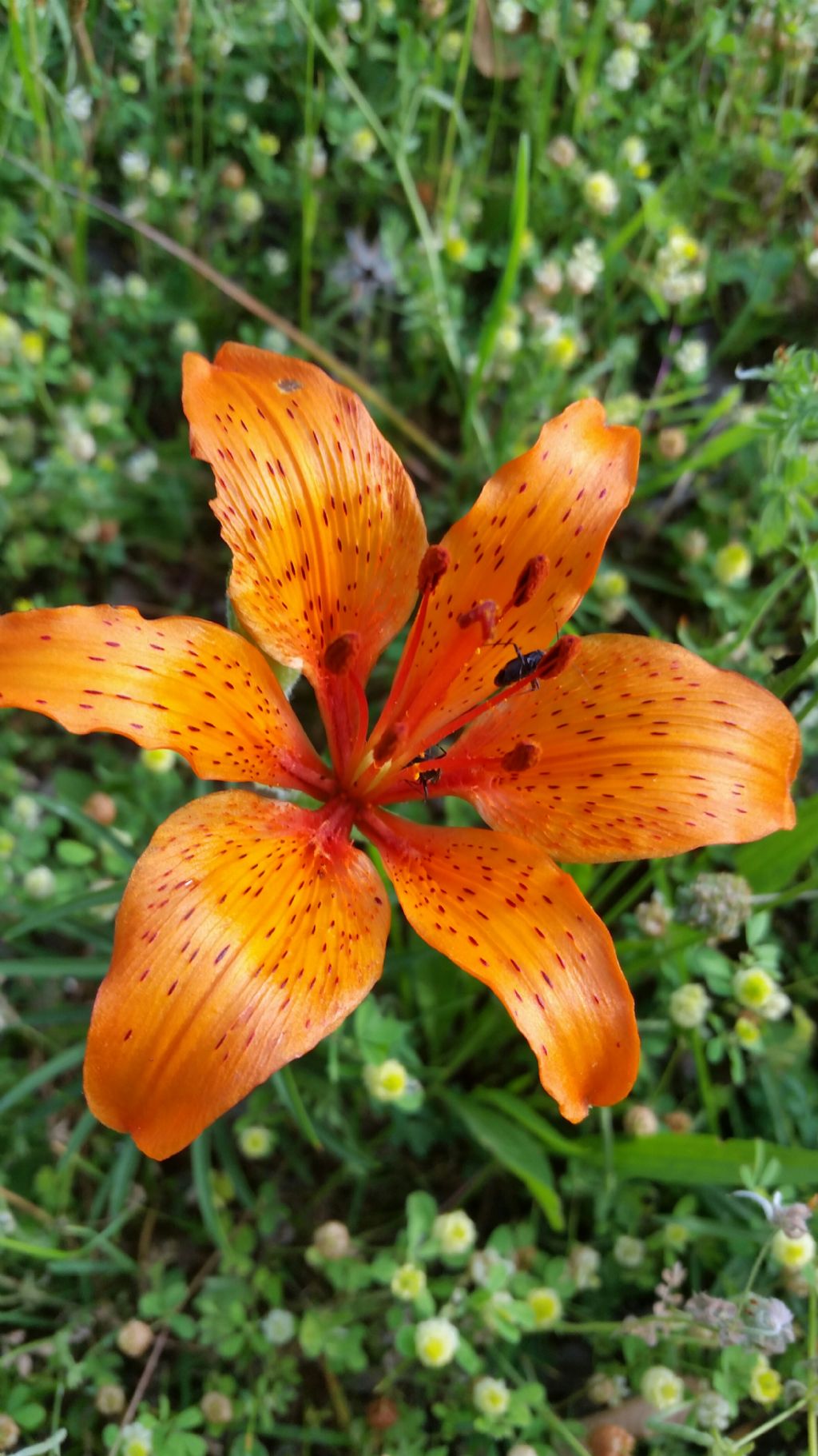 Giglio di San Giovanni?  S, Lilium bulbiferum subsp. croceum
